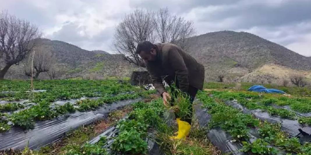 Reçellerin gözdesi sason çileğinin hasadı gecikti: Hangi hastalıklara iyi geliyor, faydaları neler? 8